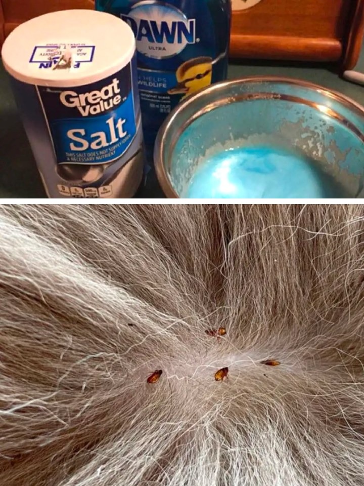 Get rid of your pet’s fleas by using Dawn dish soap and table salt.