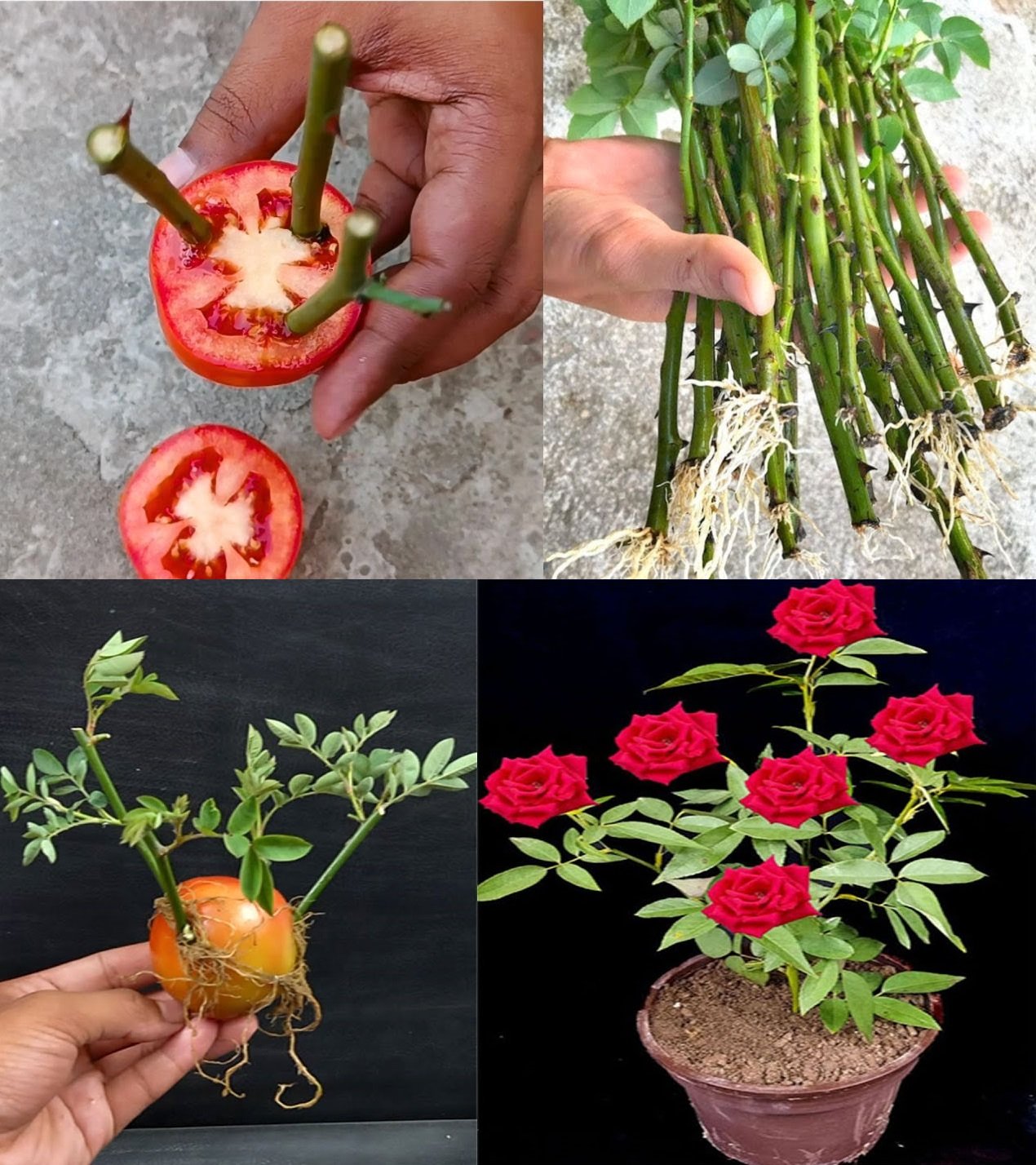 Enhance Your Roses by Planting Them Inside Tomato Slices: A Surprisingly Effective Method