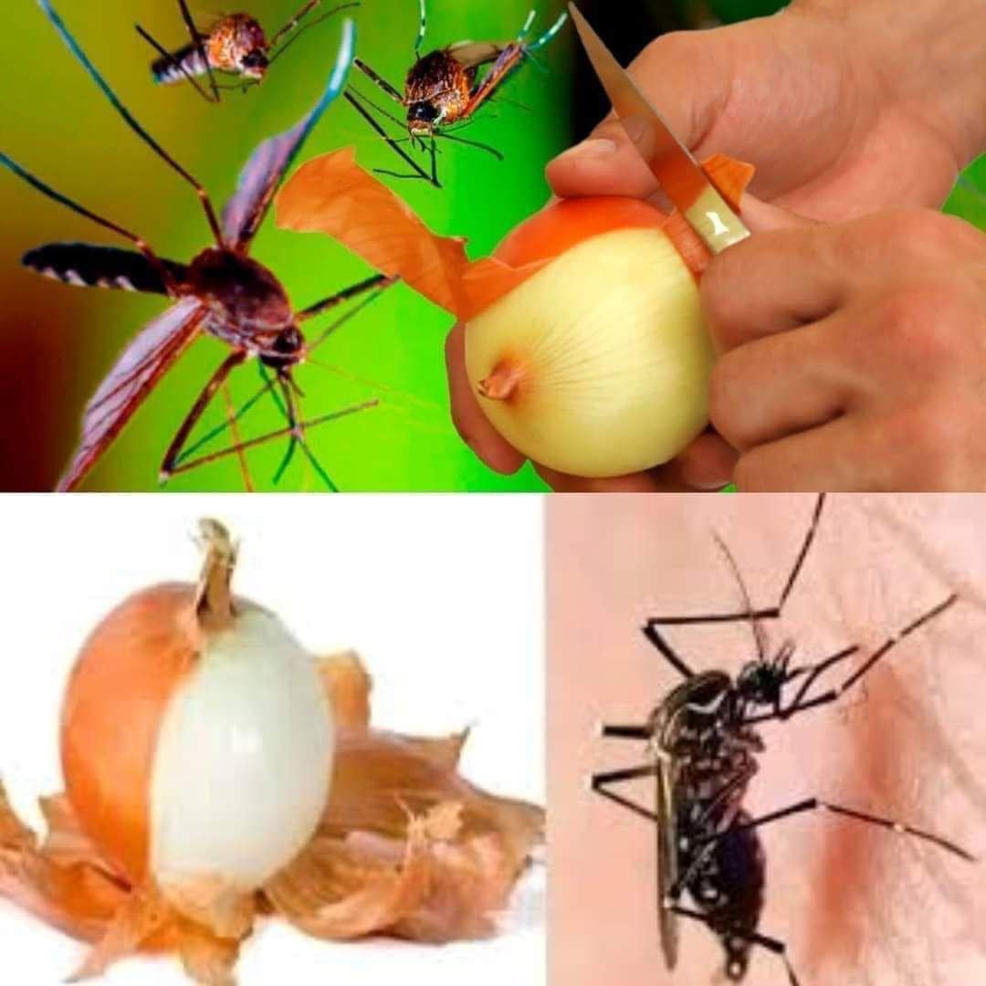 Mosquitoes disappear in just 1 minute forever! Best Free Organic Recipe!